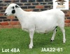 1 X MEATMASTER NOT RECORDED PREGNANT EWE Aucamp Boerdery