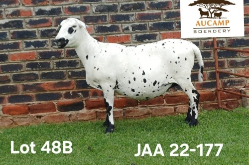 1 X MEATMASTER NOT RECORDED PREGNANT EWE Aucamp Boerdery