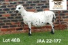 1 X MEATMASTER NOT RECORDED PREGNANT EWE Aucamp Boerdery