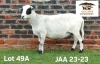 1 X MEATMASTER NOT RECORDED PREGNANT EWE Aucamp Boerdery