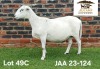1 X MEATMASTER NOT RECORDED PREGNANT EWE Aucamp Boerdery