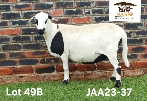 1 X MEATMASTER NOT RECORDED PREGNANT EWE Aucamp Boerdery