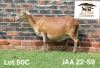 1 X MEATMASTER NOT RECORDED PREGNANT EWE Aucamp Boerdery