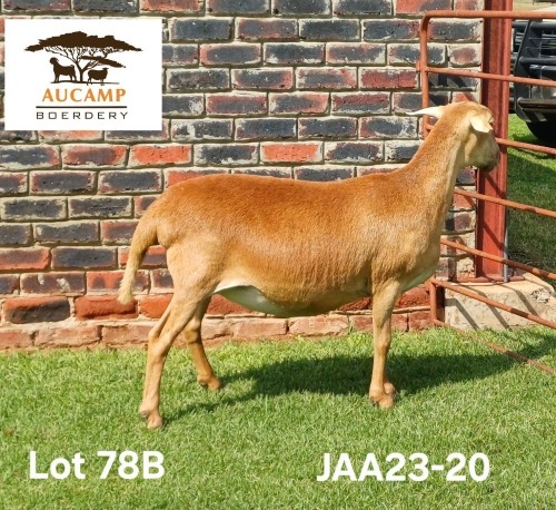 1 X MEATMASTER NOT RECORDED PREGNANT EWE Aucamp Boerdery