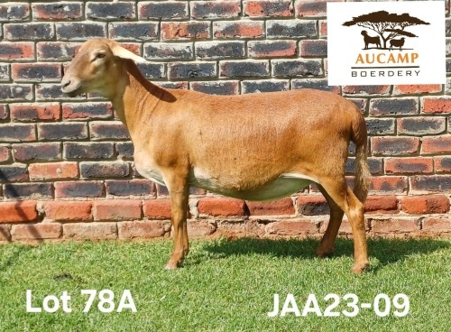 1 X MEATMASTER NOT RECORDED PREGNANT EWE Aucamp Boerdery