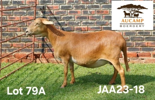 1 X MEATMASTER NOT RECORDED PREGNANT EWE Aucamp Boerdery