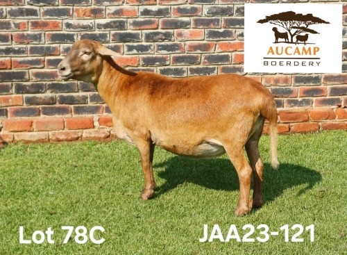 1 X MEATMASTER NOT RECORDED PREGNANT EWE Aucamp Boerdery