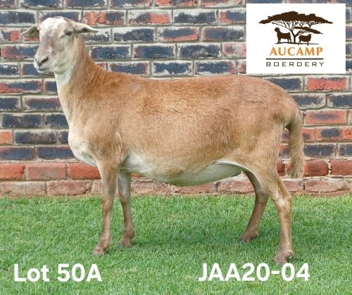 1 X MEATMASTER NOT RECORDED PREGNANT EWE Aucamp Boerdery