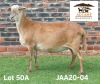 1 X MEATMASTER NOT RECORDED PREGNANT EWE Aucamp Boerdery