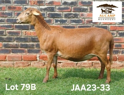1 X MEATMASTER NOT RECORDED PREGNANT EWE Aucamp Boerdery
