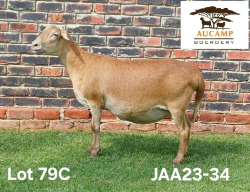 1 X MEATMASTER NOT RECORDED PREGNANT EWE Aucamp Boerdery