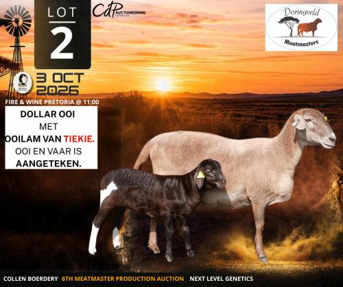 1+1 X MEATMASTER RECORDED EWE Doringveld Meatmasters