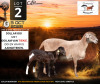 1+1 X MEATMASTER RECORDED EWE Doringveld Meatmasters