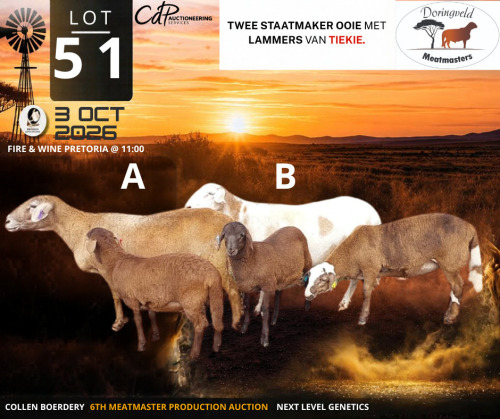 1+1 X MEATMASTER RECORDED EWE Doringveld Meatmasters