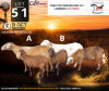 1+1 X MEATMASTER RECORDED EWE Doringveld Meatmasters