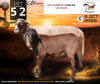 1+1 X MEATMASTER RECORDED EWE Doringveld Meatmasters