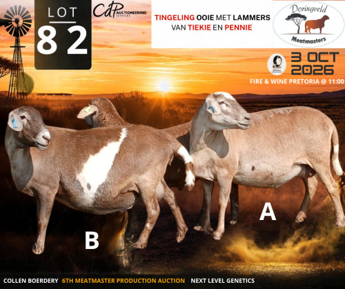 1+2 X MEATMASTER RECORDED EWE Doringveld Meatmasters