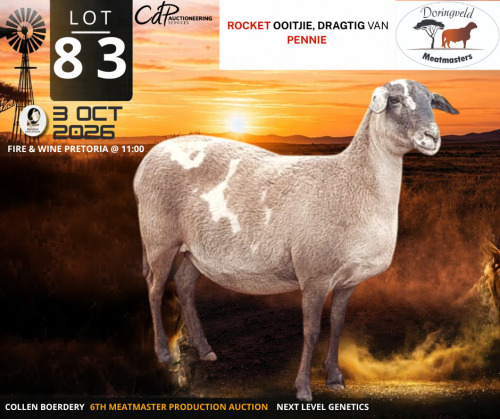 1 X MEATMASTER RECORDED PREGNANT EWE Doringveld Meatmasters