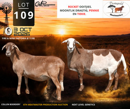 1 X MEATMASTER RECORDED EWE Doringveld Meatmasters