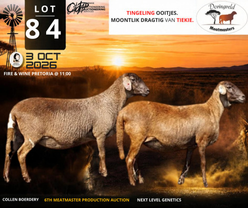 1 X MEATMASTER RECORDED PREGNANT EWE Doringveld Meatmasters