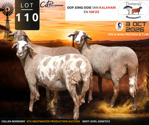 1 X MEATMASTER NOT RECORDED EWE Doringveld Meatmasters