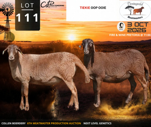 1 X MEATMASTER NOT RECORDED EWE Doringveld Meatmasters