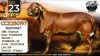 1 X MEATMASTER RECORDED RAM Collen Boerdery