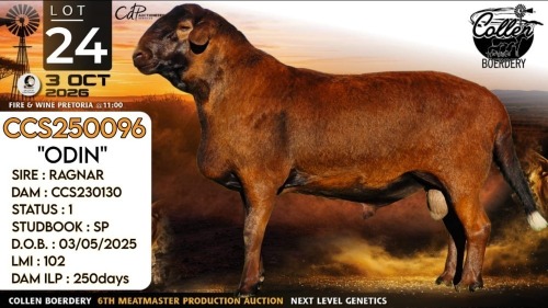 1 X MEATMASTER RECORDED RAM Collen Boerdery