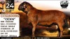 1 X MEATMASTER RECORDED RAM Collen Boerdery - 2