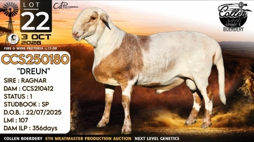 1 X MEATMASTER RECORDED RAM Collen Boerdery