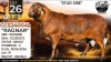 1 X MEATMASTER RECORDED RAM Collen Boerdery