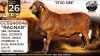1 X MEATMASTER RECORDED RAM Collen Boerdery - 2