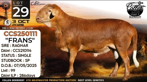 1 X MEATMASTER RECORDED RAM Collen Boerdery