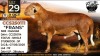 1 X MEATMASTER RECORDED RAM Collen Boerdery
