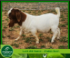 1 X BOERBOK RAM AEGAGRUS BOERBOKSTOET - KUDDE SPEEN - 4