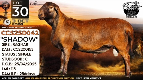 1 X MEATMASTER RECORDED RAM Collen Boerdery