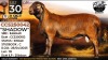 1 X MEATMASTER RECORDED RAM Collen Boerdery