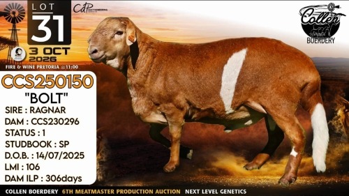1 X MEATMASTER RECORDED RAM Collen Boerdery