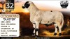 1 X MEATMASTER RECORDED RAM Collen Boerdery