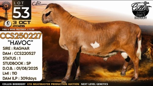 1 X MEATMASTER RECORDED RAM Collen Boerdery