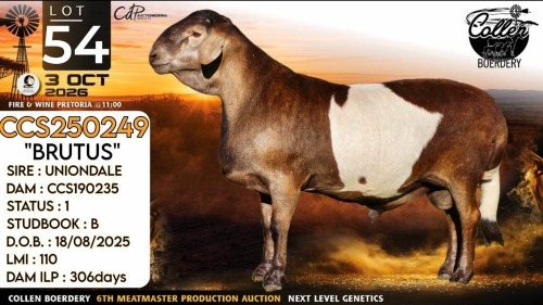 1 X MEATMASTER RECORDED RAM Collen Boerdery