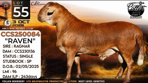 1 X MEATMASTER RECORDED RAM Collen Boerdery