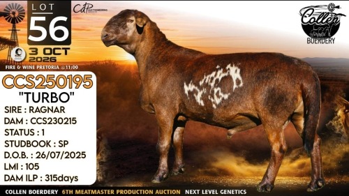 1 X MEATMASTER RECORDED RAM Collen Boerdery
