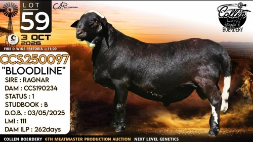 1 X MEATMASTER RECORDED RAM Collen Boerdery