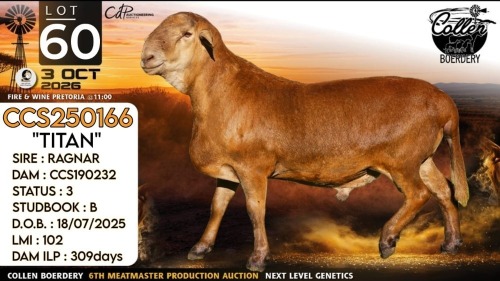 1 X MEATMASTER RECORDED RAM Collen Boerdery