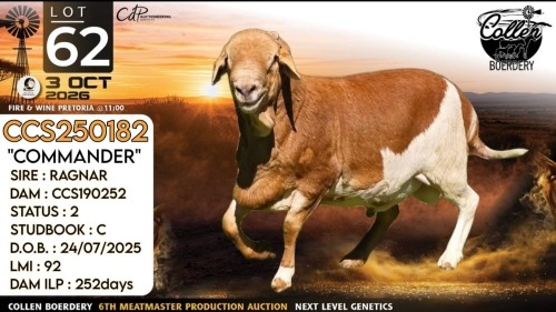 1 X MEATMASTER RECORDED RAM Collen Boerdery