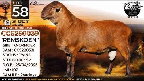 1 X MEATMASTER RECORDED RAM Collen Boerdery