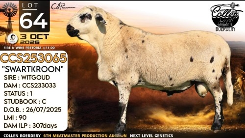 1 X MEATMASTER RECORDED RAM Collen Boerdery