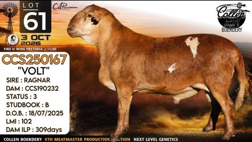 1 X MEATMASTER RECORDED RAM Collen Boerdery