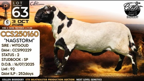 1 X MEATMASTER RECORDED RAM Collen Boerdery